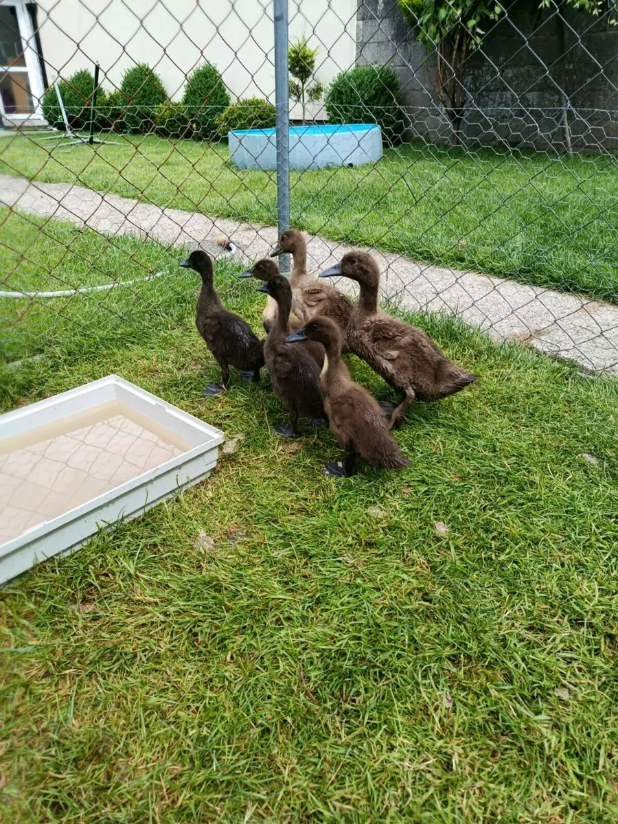 Ducks - Image 2