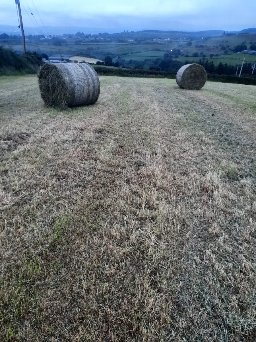 Hay for Sale - Image 2