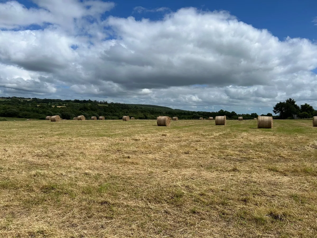 Hay for sale bedding and feed