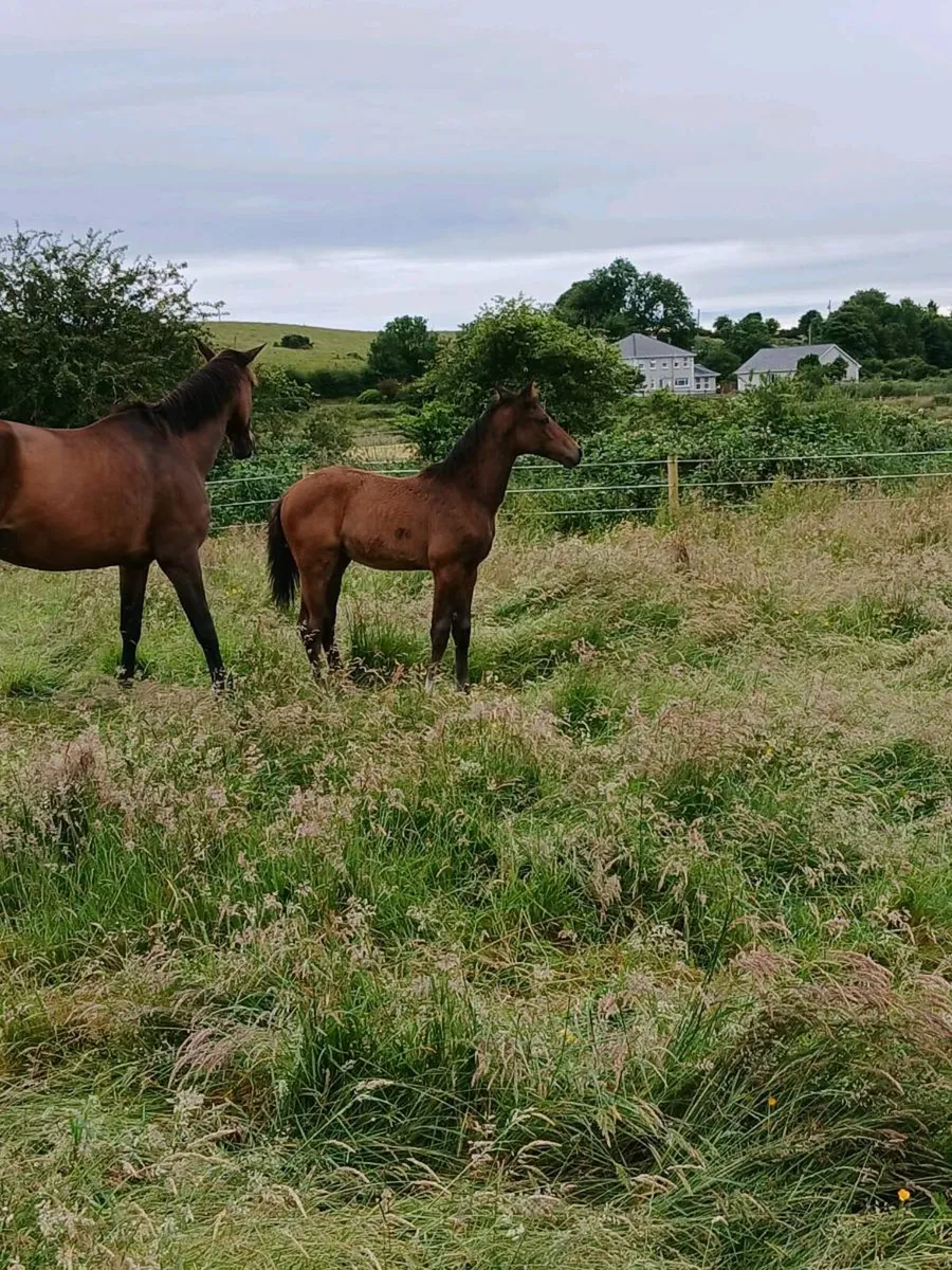 Grass livery - Image 2