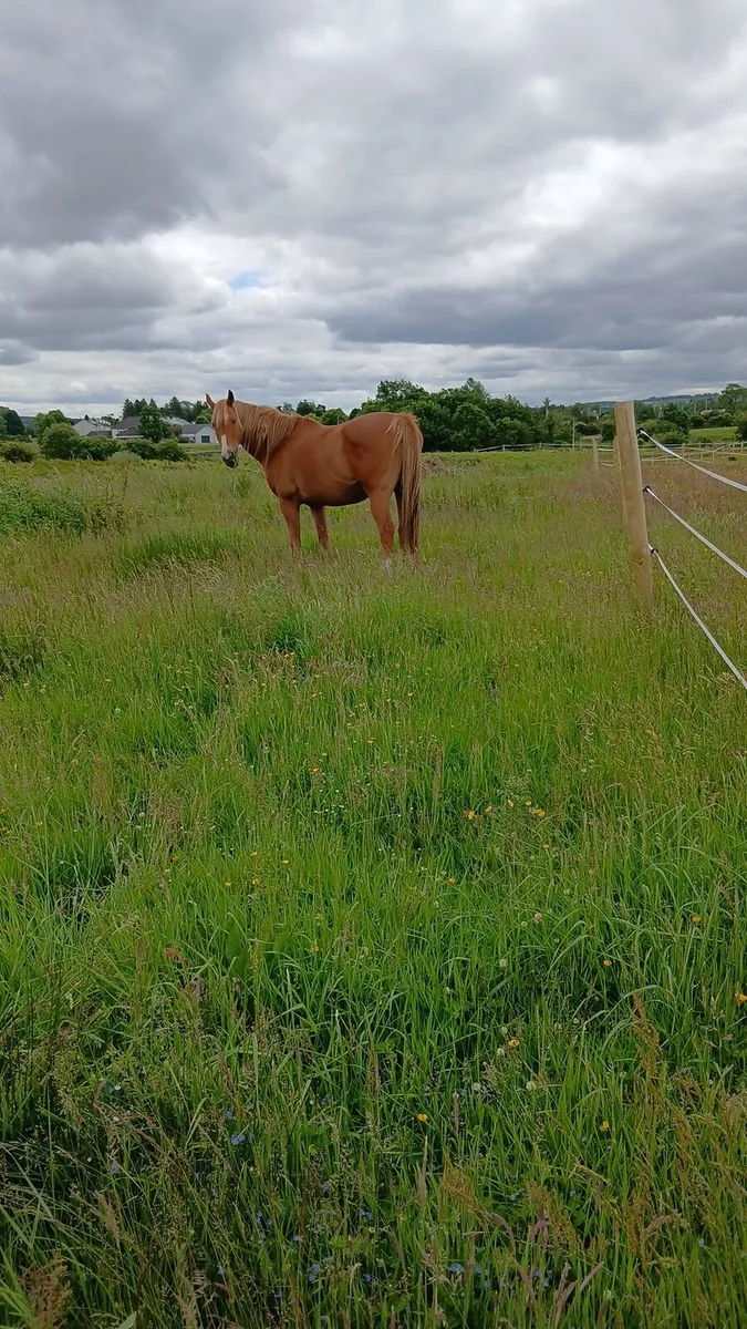 Grass livery - Image 3