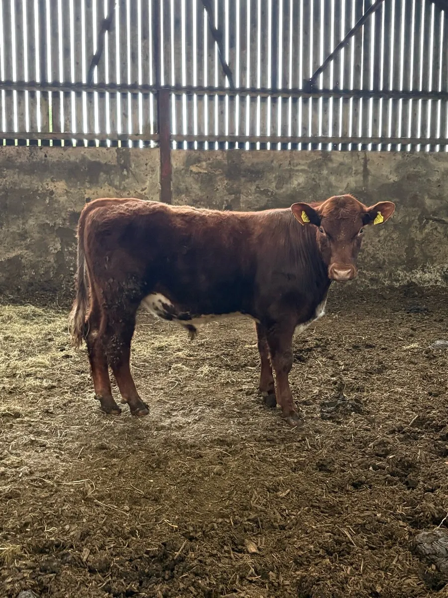 Shorthorn bull - Image 2