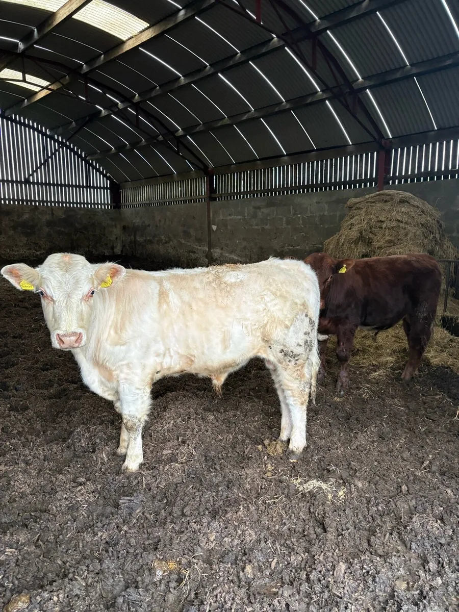 Shorthorn bull - Image 3