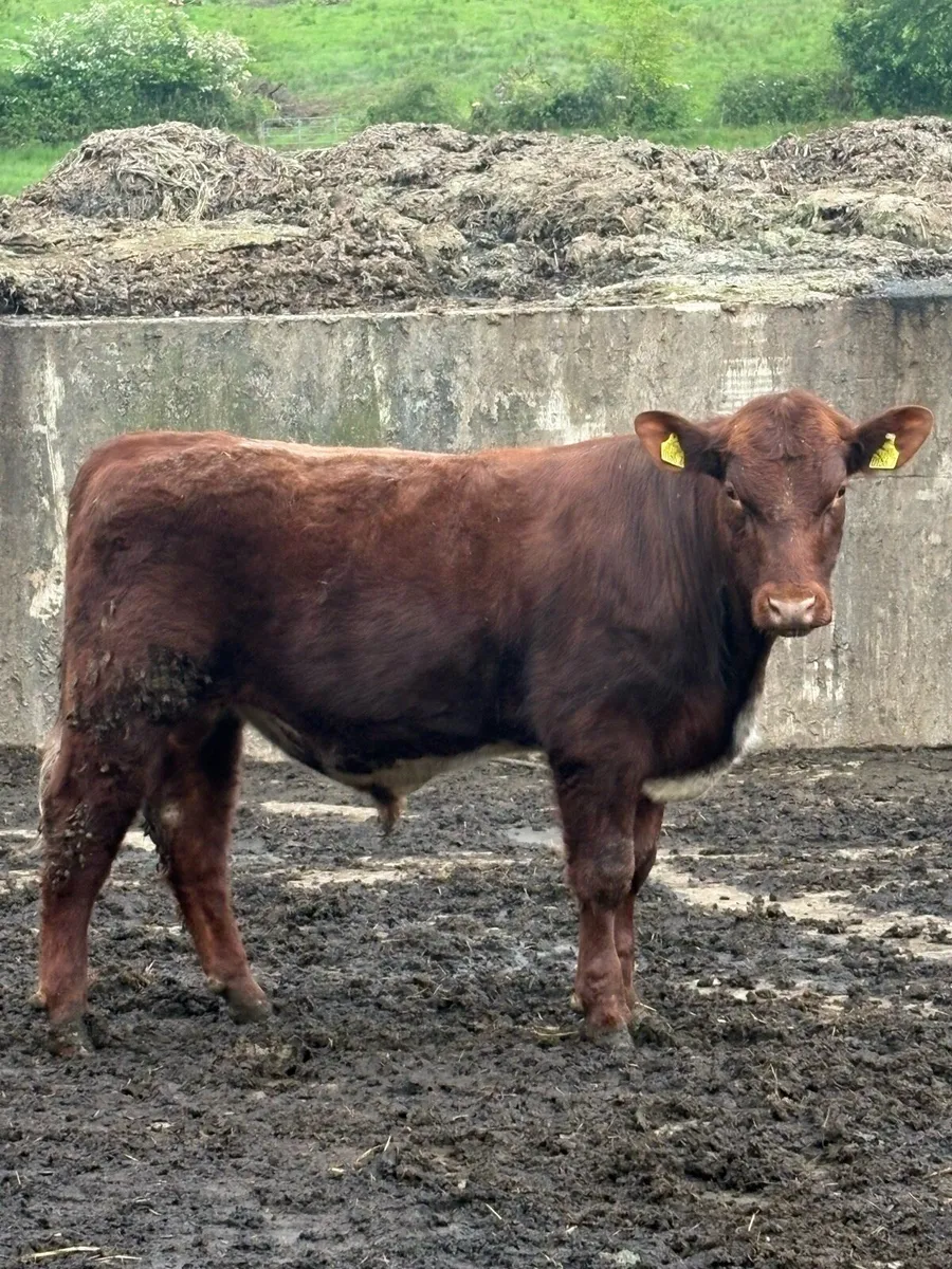 Shorthorn bull - Image 1