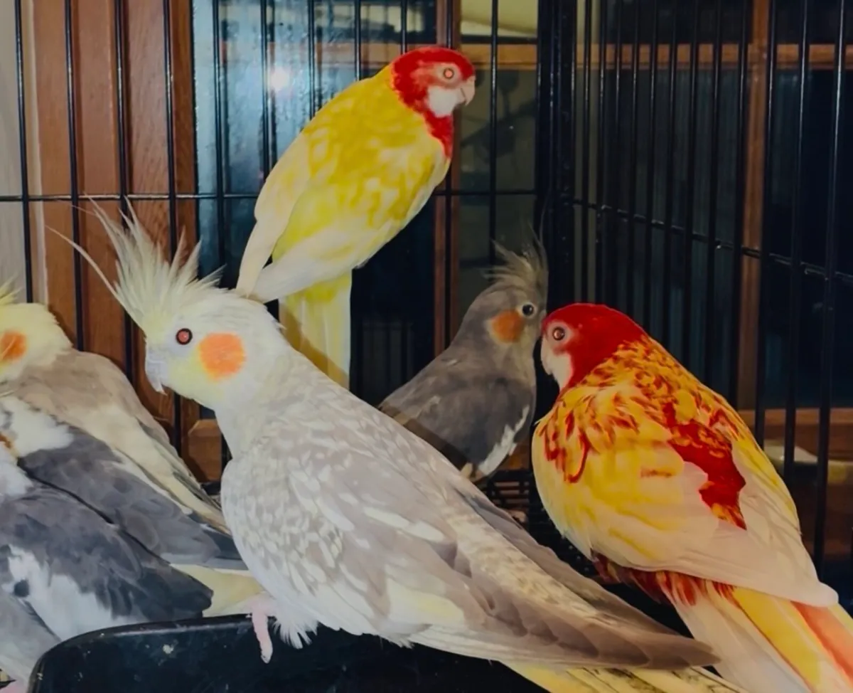 Budgies , cockatiels , lovebirds and Irish fancy - Image 1