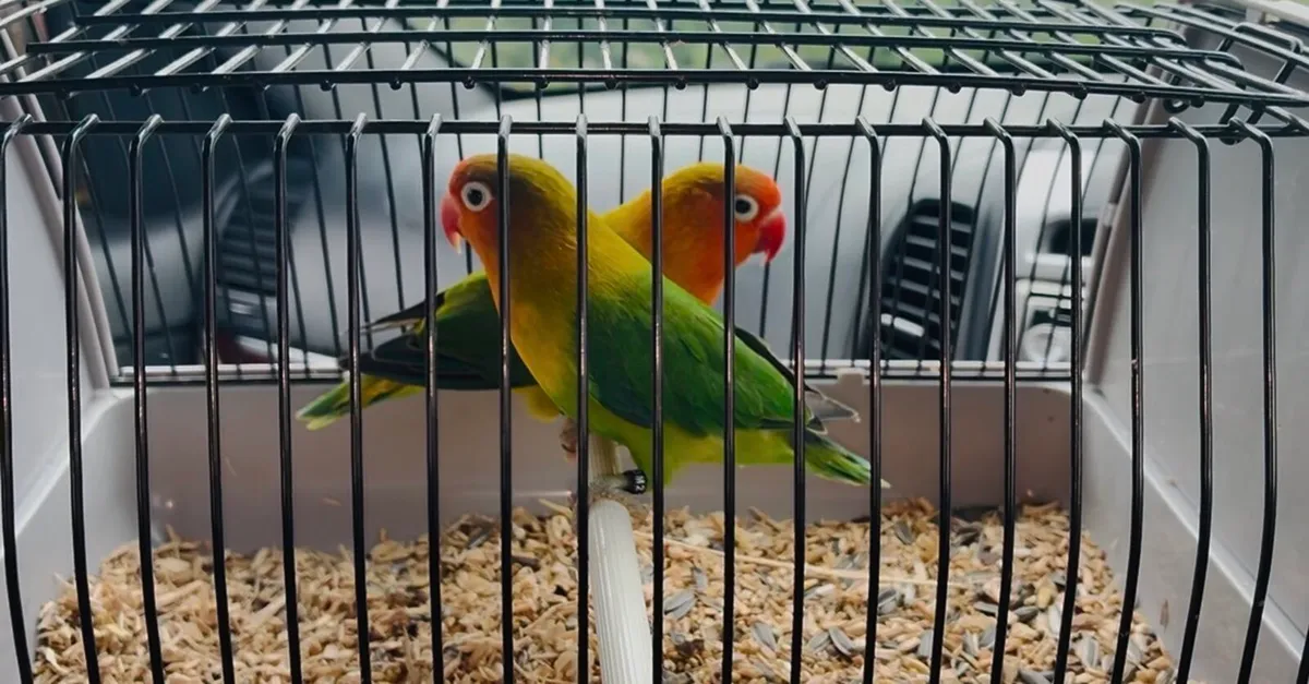 Budgies , cockatiels , lovebirds and Irish fancy - Image 2
