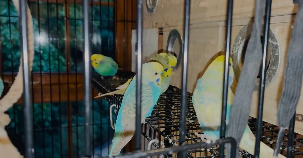 Budgies , cockatiels , lovebirds and Irish fancy - Image 3
