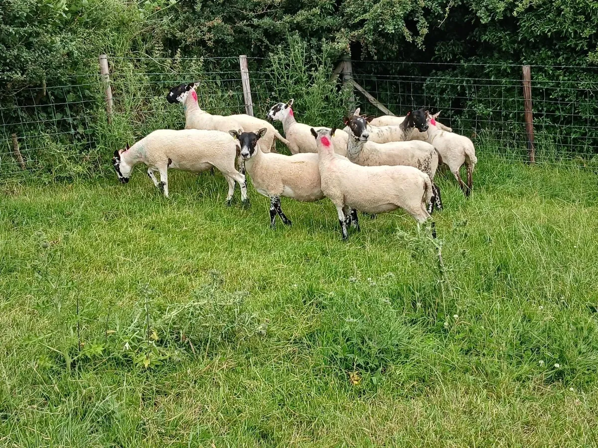 10 Super Mule Hoggets - Image 1