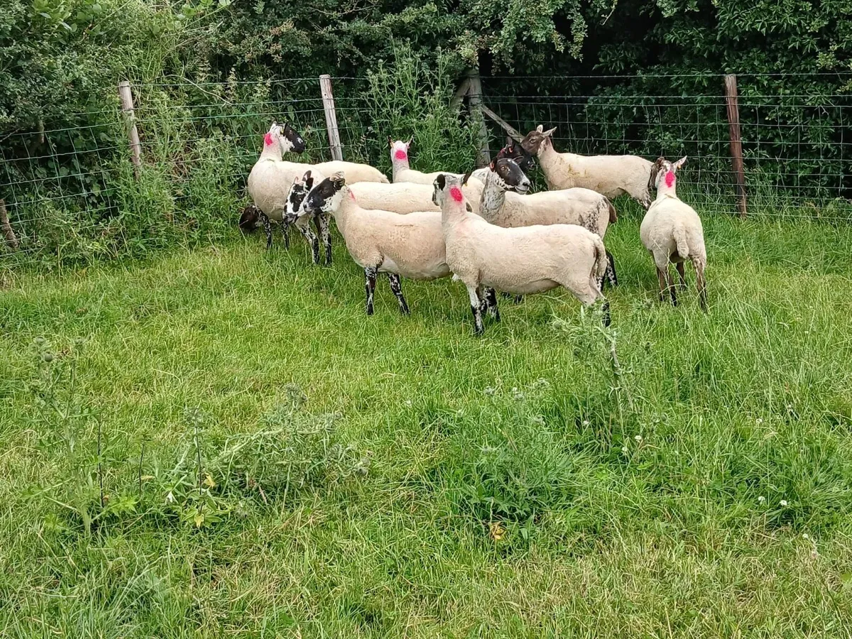 10 Super Mule Hoggets - Image 2