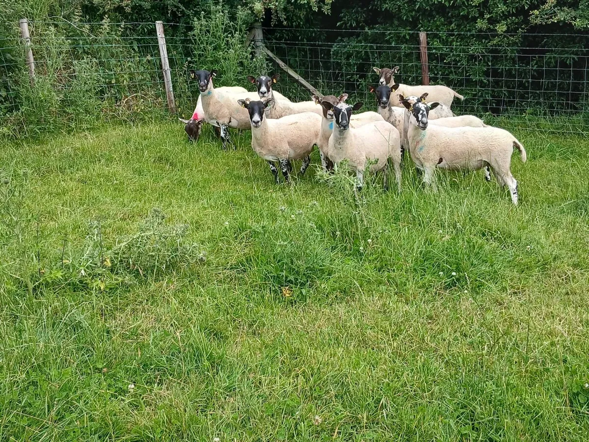 10 Super Mule Hoggets - Image 3