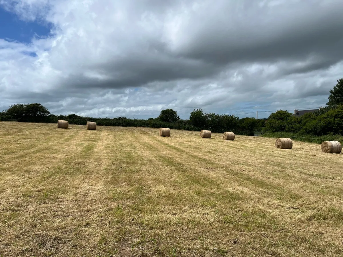 Hay - Image 2