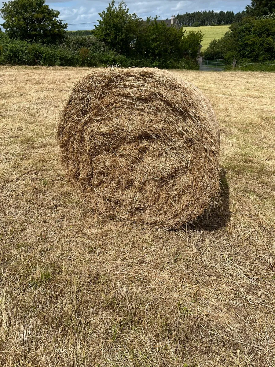 Hay - Image 3