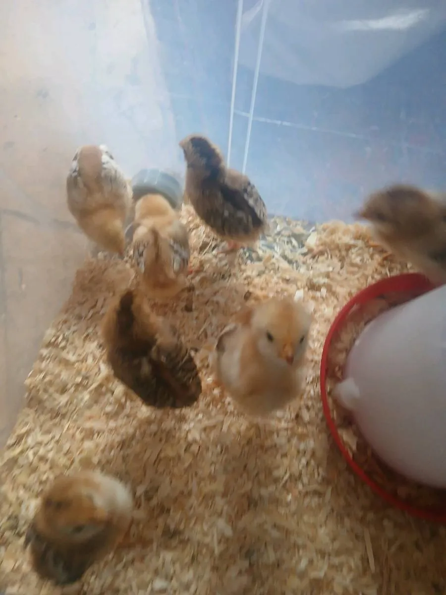 Chicks - Image 2