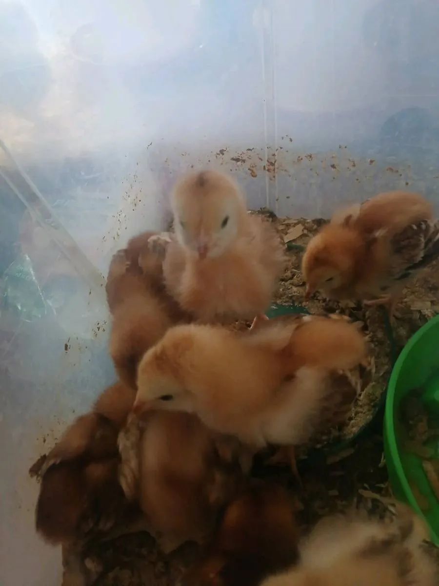 Chicks - Image 3
