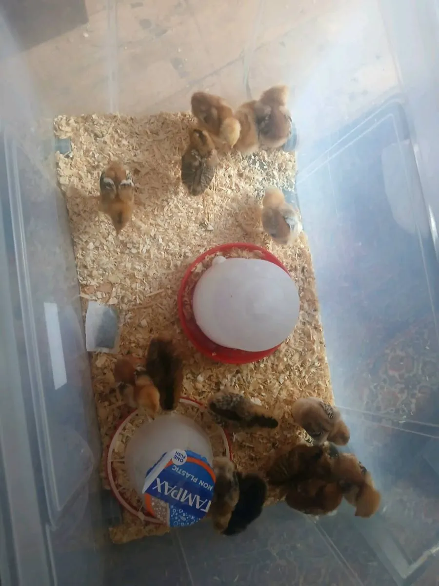 Chicks - Image 1
