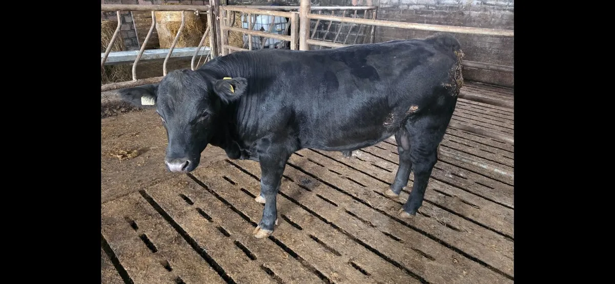 Pedigree Aberdeen Angus Bull - Image 2