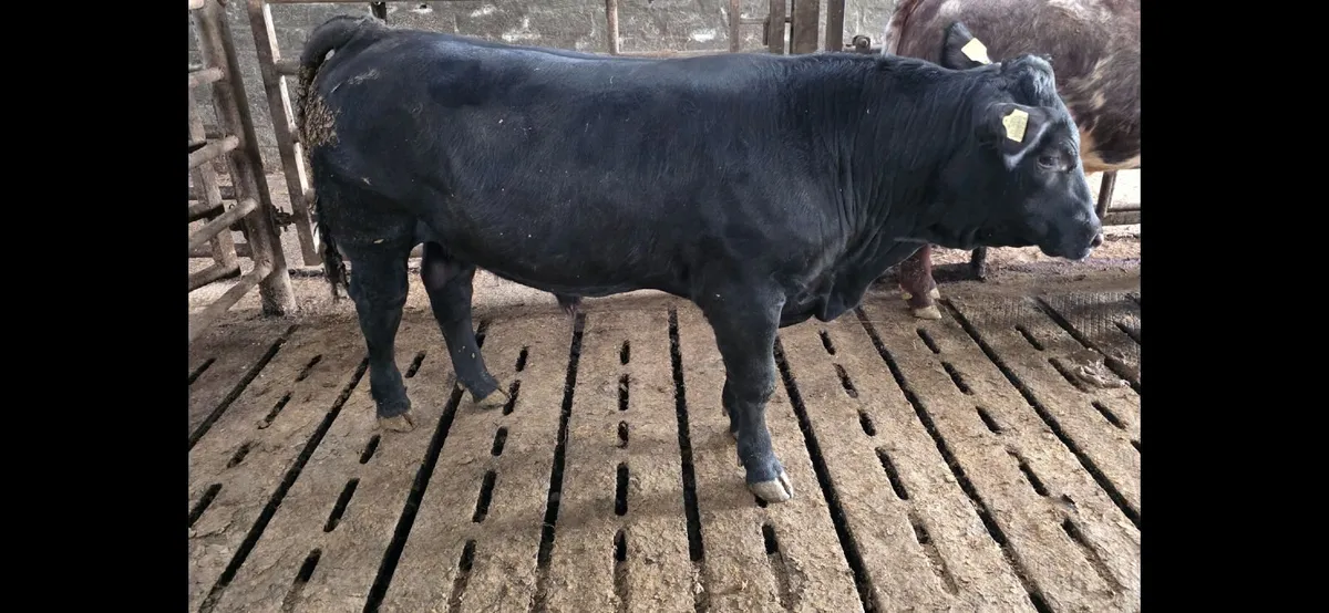 Pedigree Aberdeen Angus Bull - Image 3