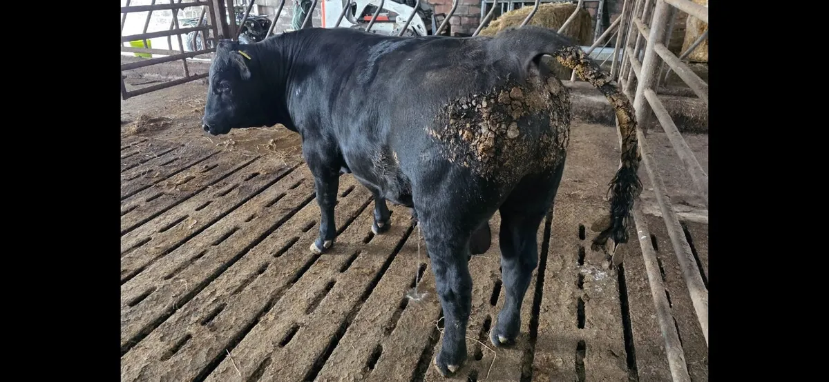Pedigree Aberdeen Angus Bull - Image 4