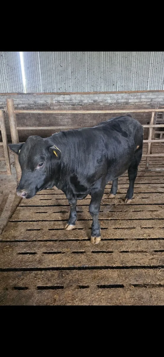 Pedigree Aberdeen Angus Bull - Image 1
