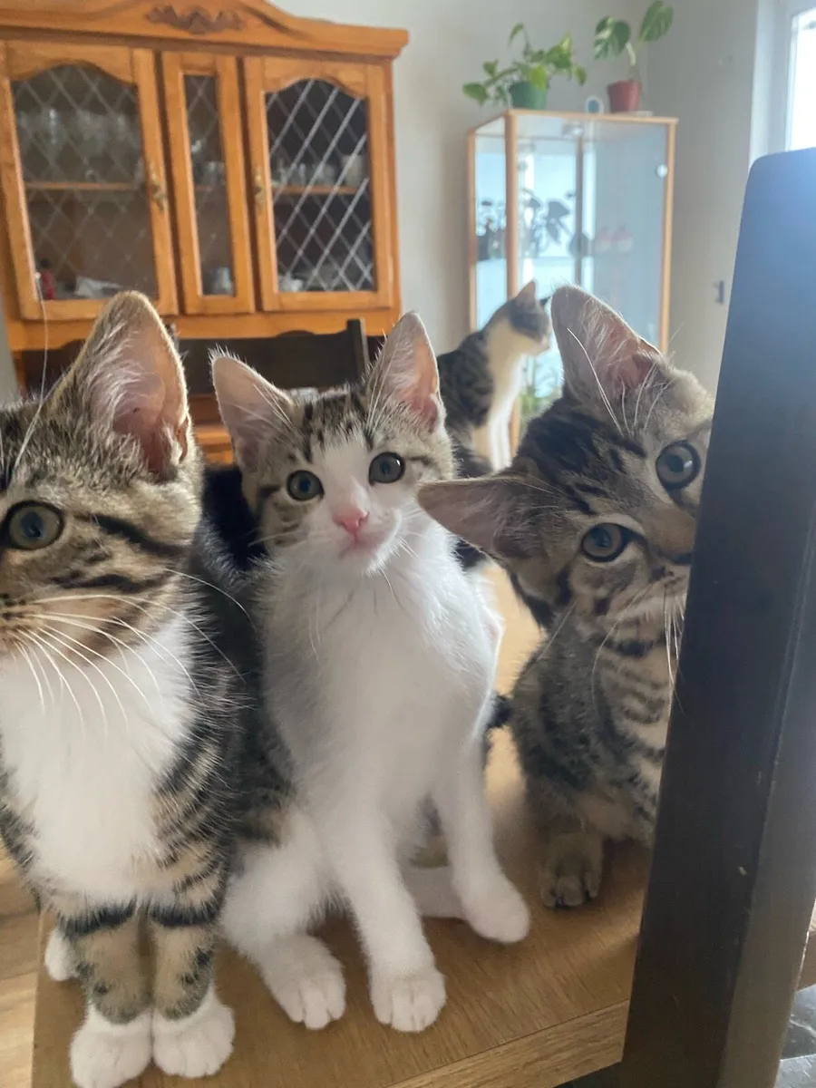 kittens - Image 2