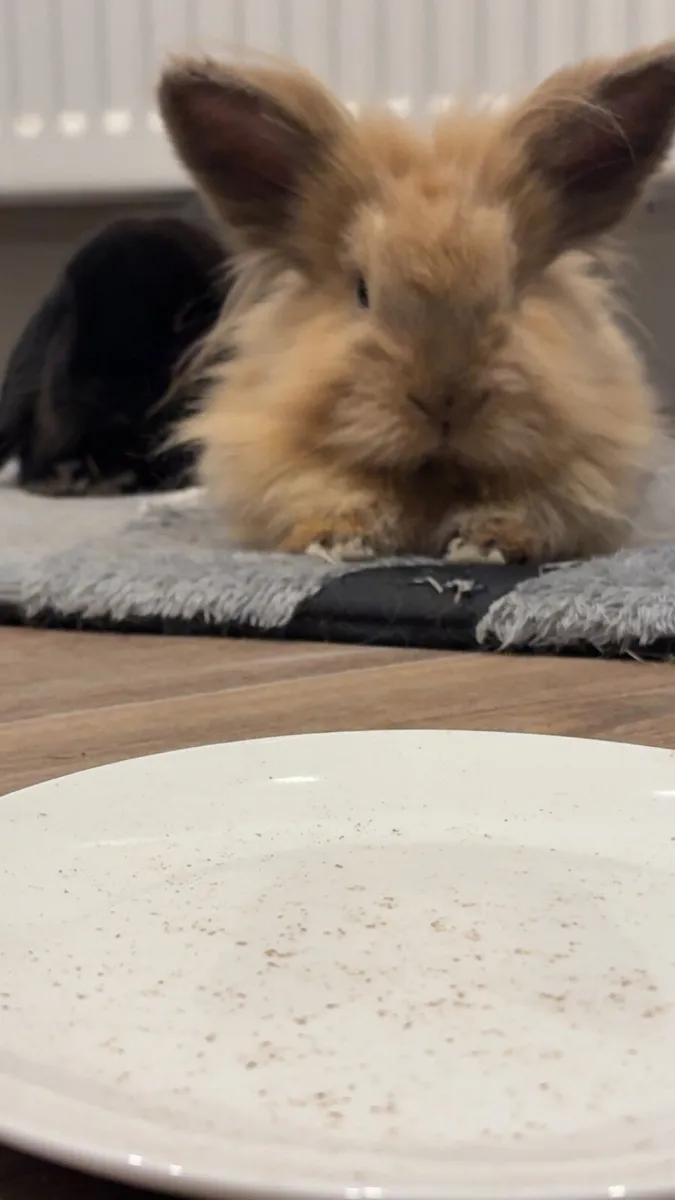 Rabbits - Image 2