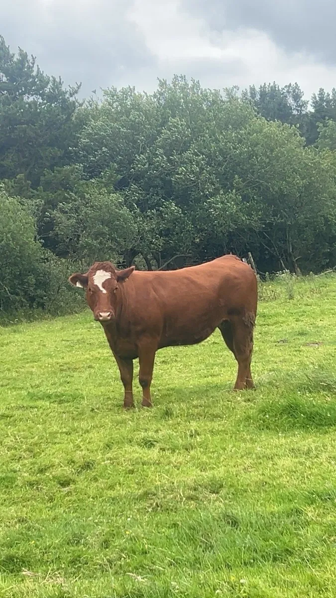 Breeding heifer 5⭐️ - Image 1