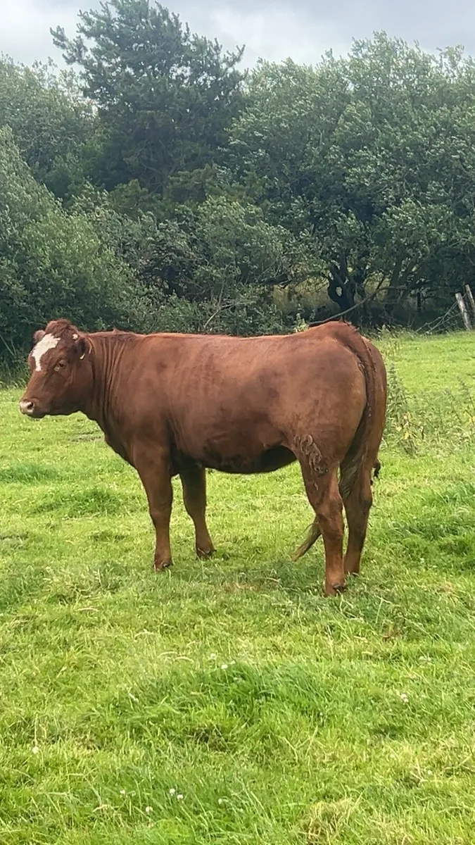 Breeding heifer 5⭐️ - Image 2
