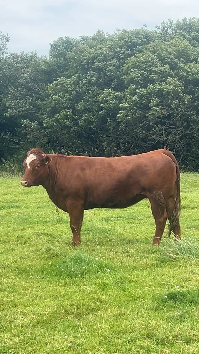 Breeding heifer 5⭐️ - Image 3