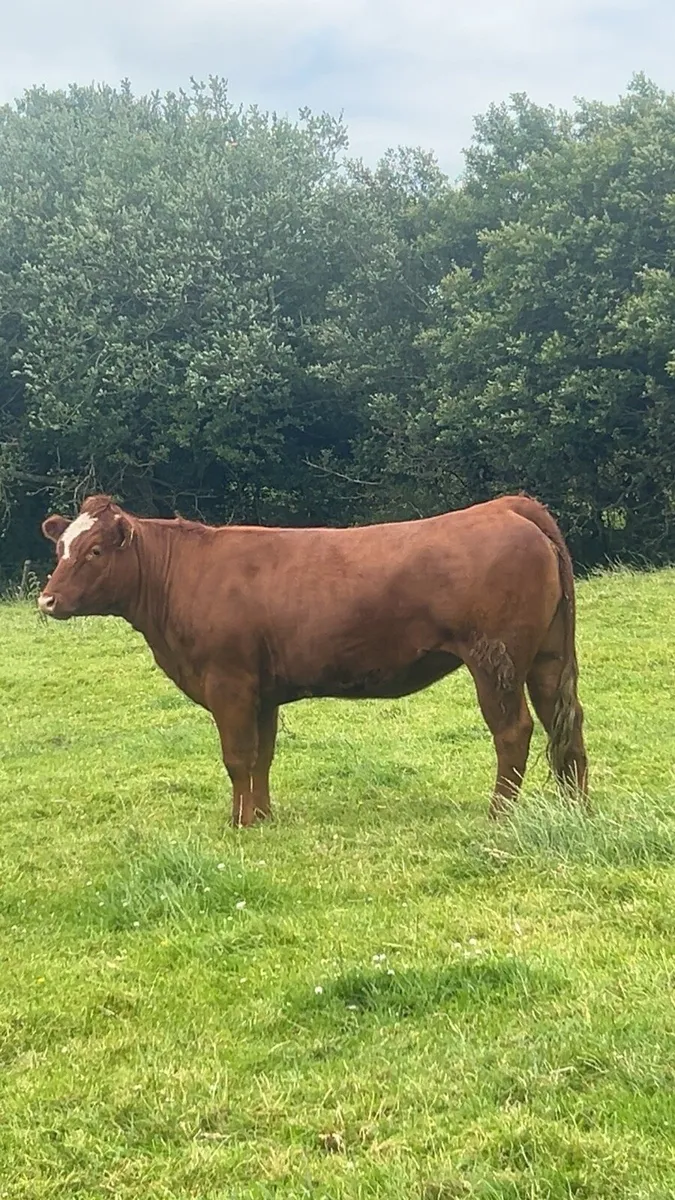 Breeding heifer 5⭐️ - Image 4