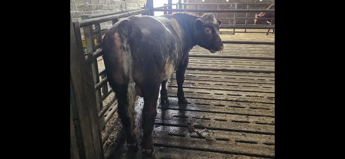 Shorthorn Bull - Image 2