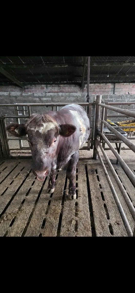 Shorthorn Bull - Image 3