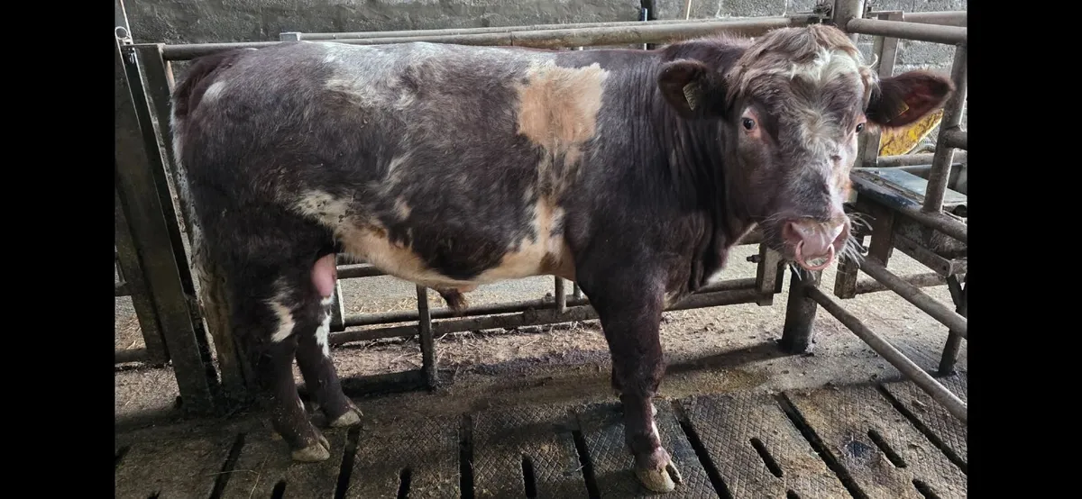 Shorthorn Bull - Image 1