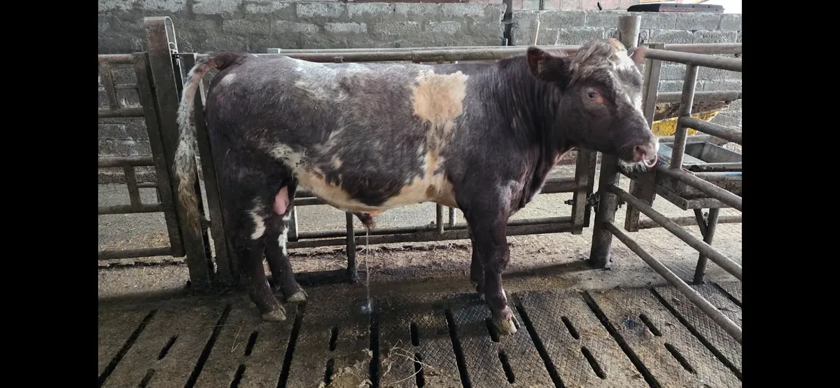 Shorthorn Bull - Image 4