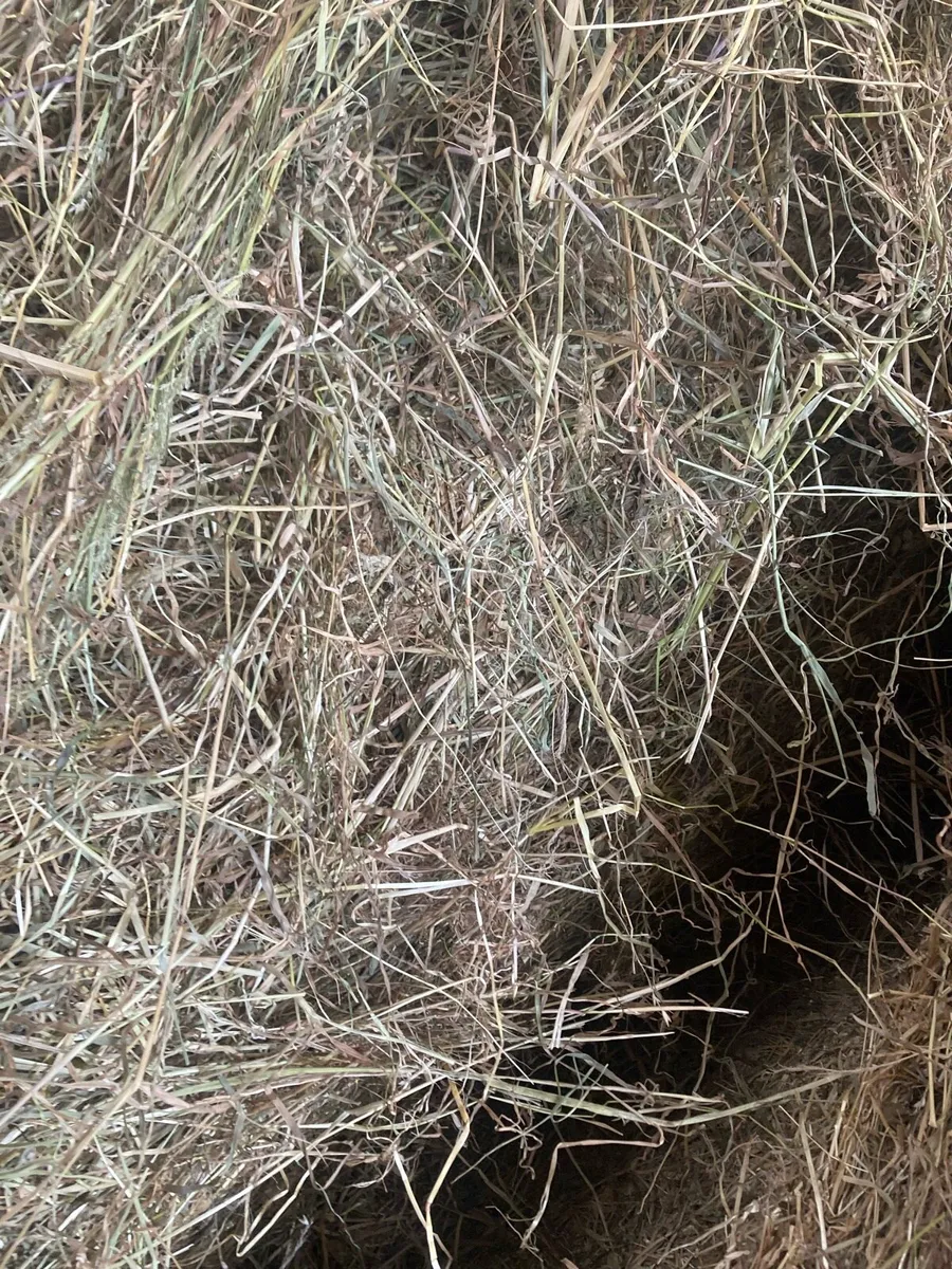 Clean Dust Free Horse Hay - Image 2