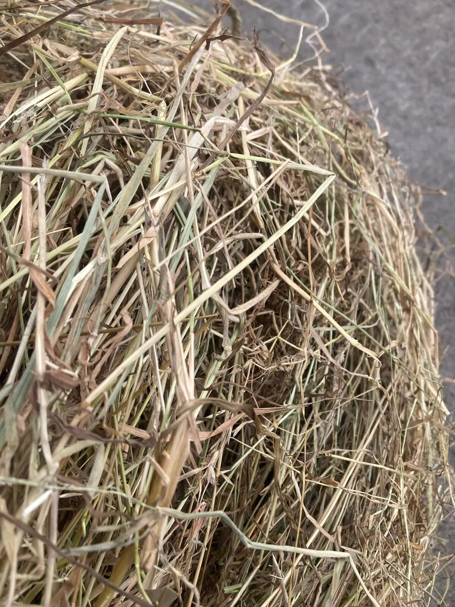 Clean Dust Free Horse Hay - Image 3