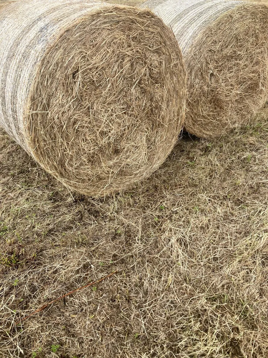 Clean Dust Free Horse Hay - Image 1