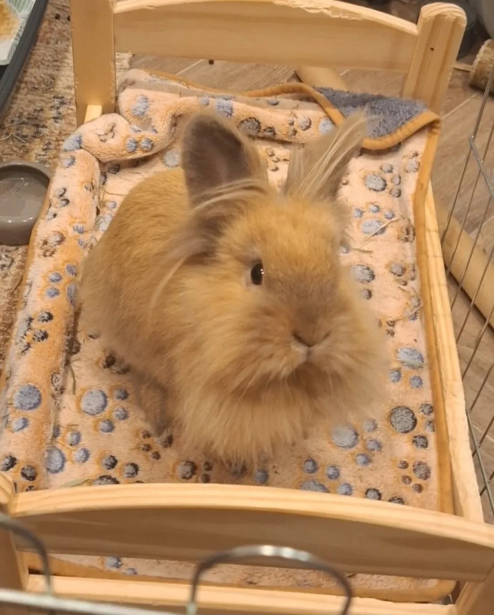 Rabbits - Image 1
