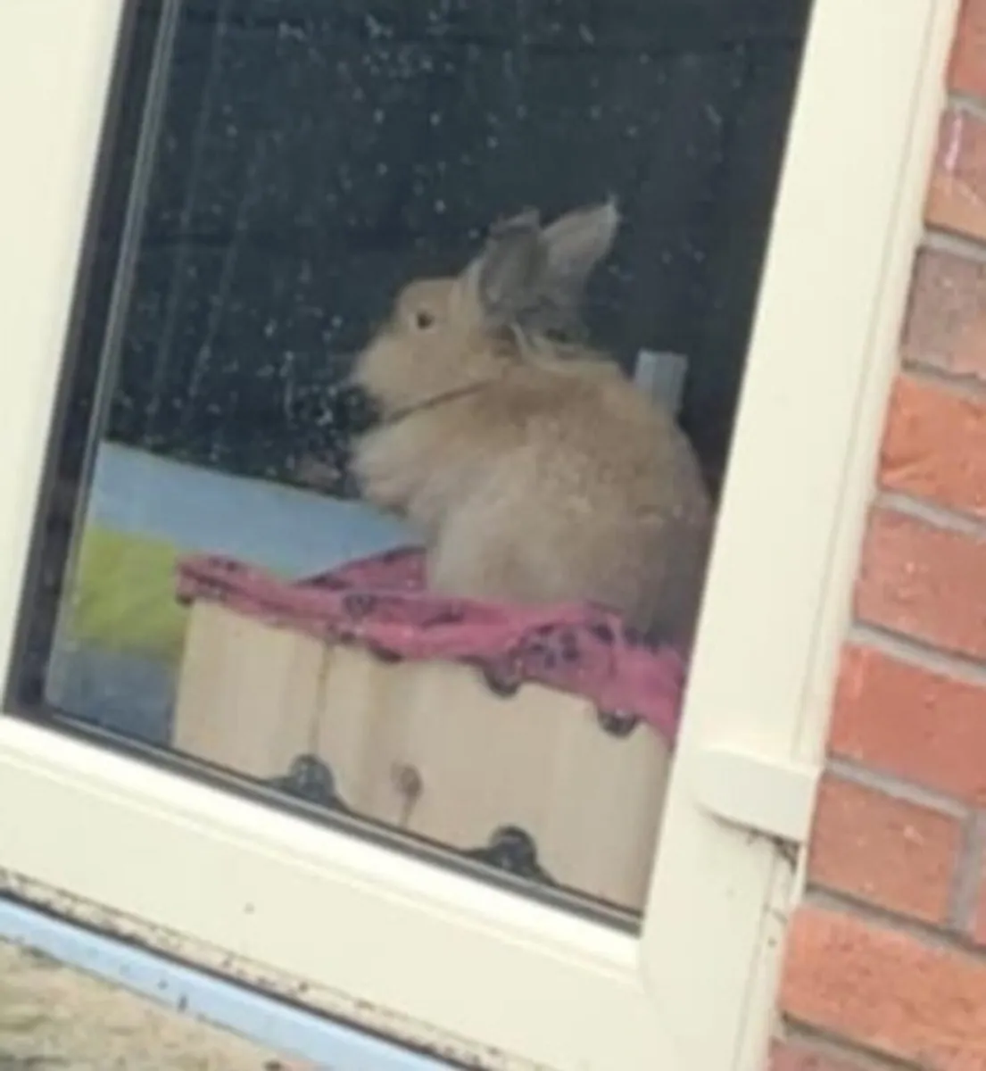 Rabbits - Image 3