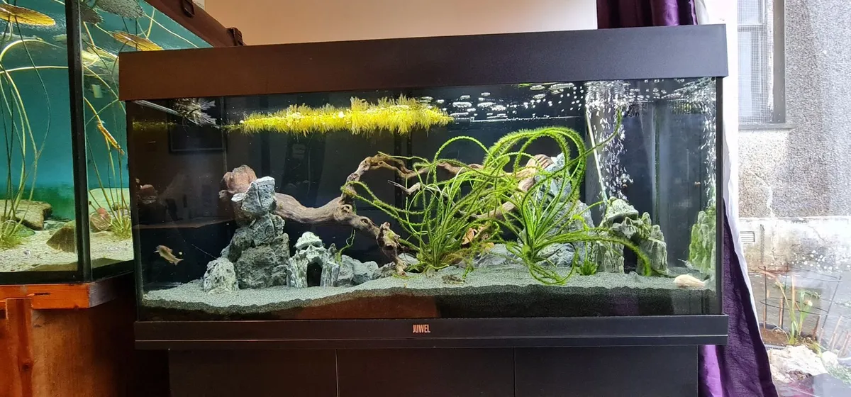 Fish tanks - Image 2