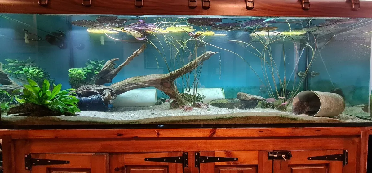Fish tanks - Image 3