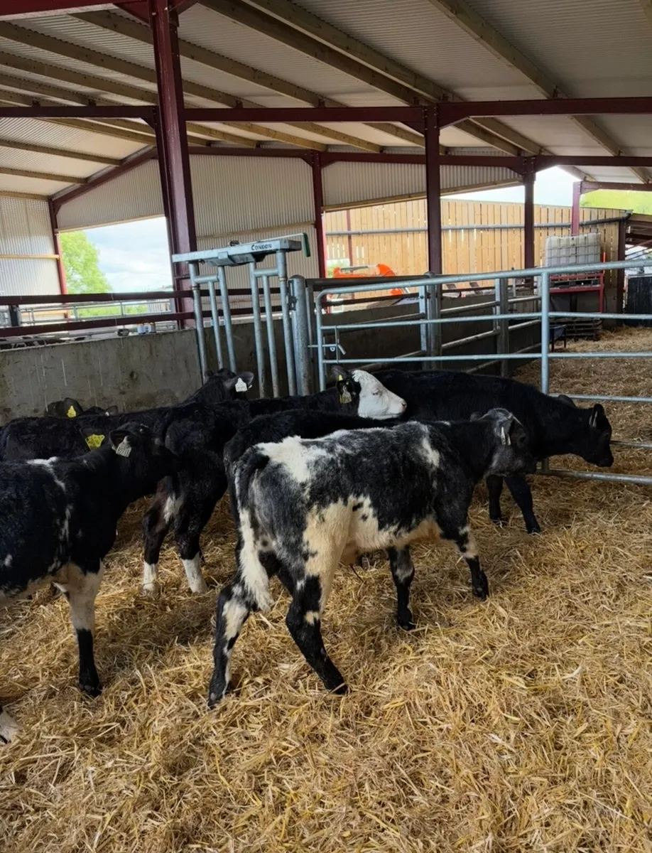 10 super bull runners 3-4 months old - Image 1
