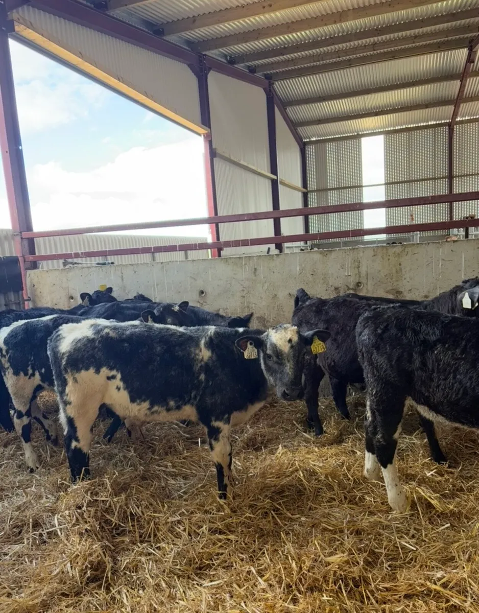 10 super bull runners 3-4 months old - Image 2
