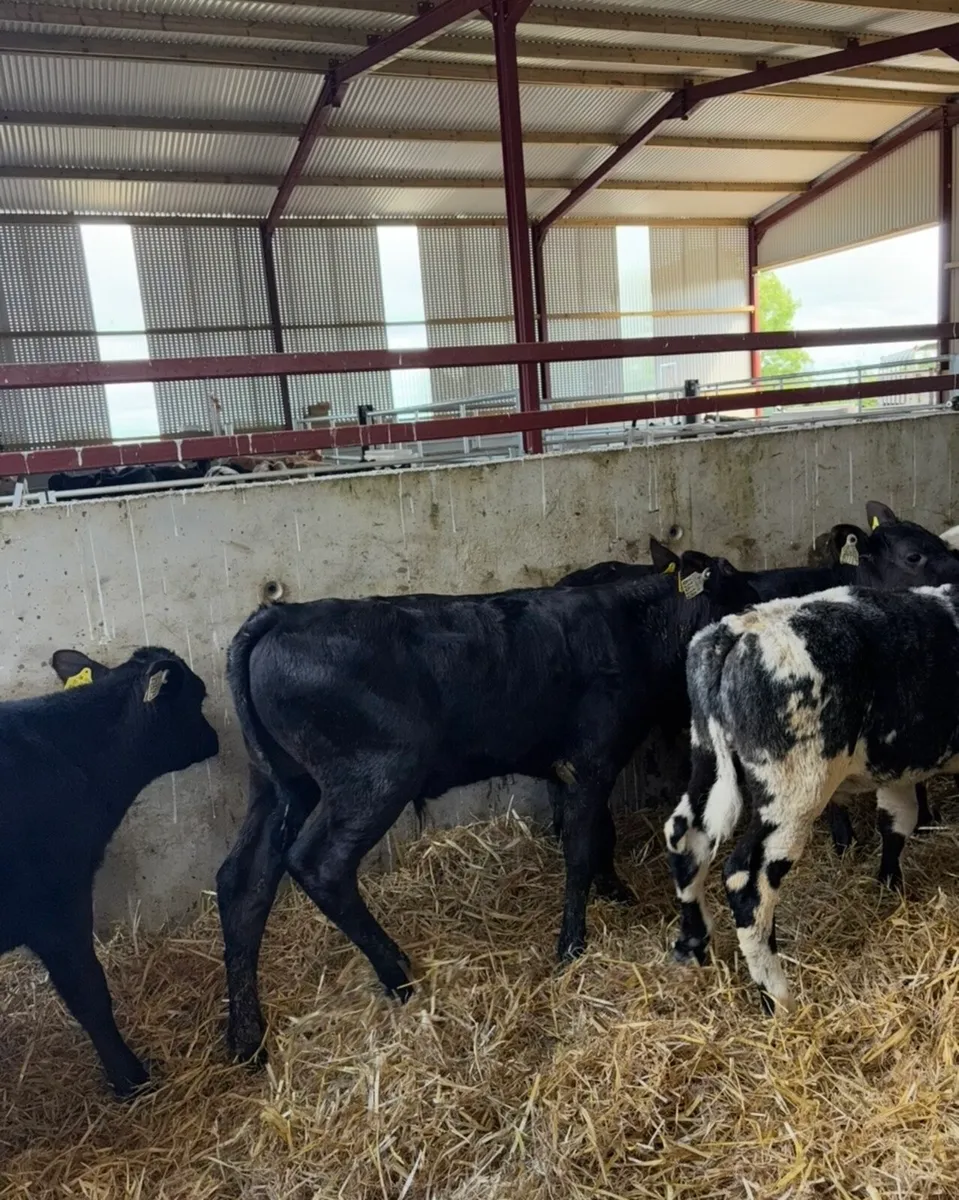 10 super bull runners 3-4 months old - Image 3
