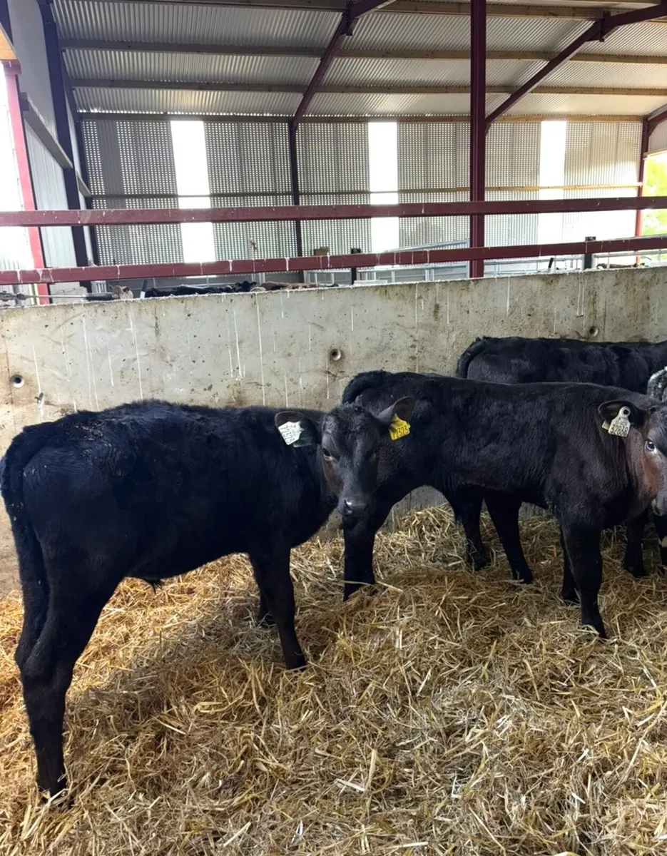 10 super bull runners 3-4 months old - Image 4