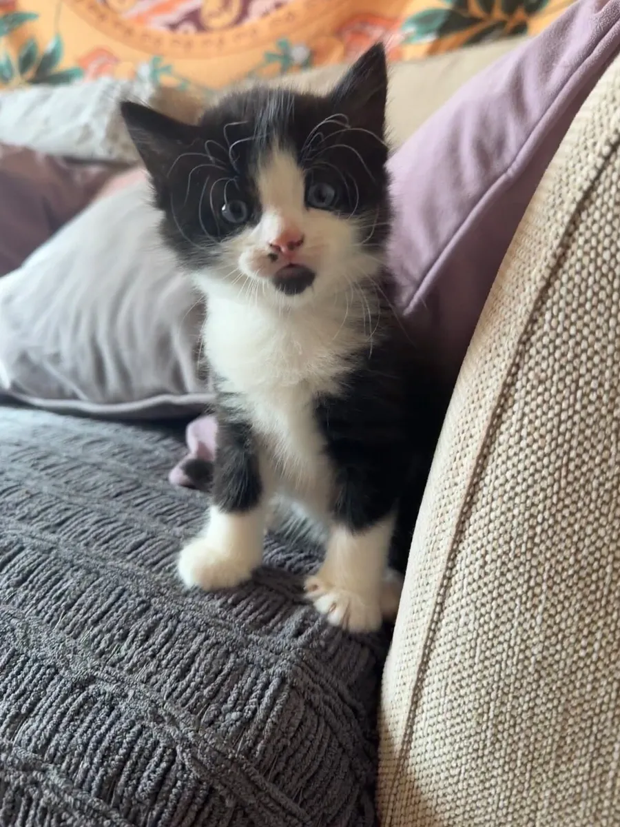 Cat - Image 1