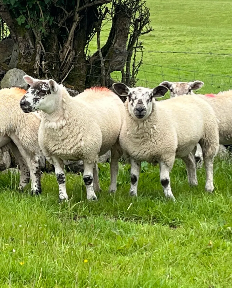 Sufftex ewe lambs - Image 1
