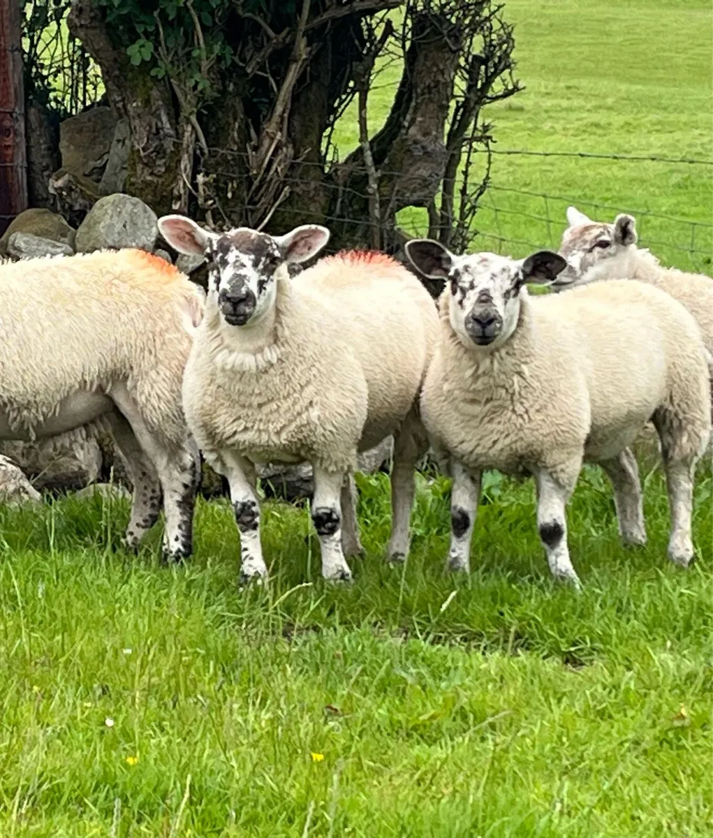 Sufftex ewe lambs - Image 2