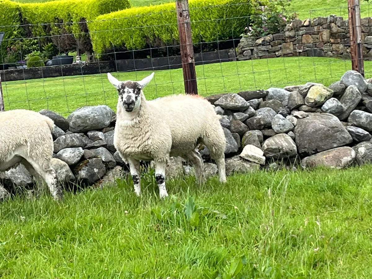 Sufftex ewe lambs - Image 3