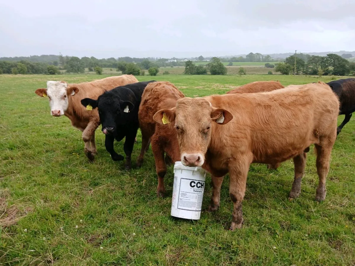 8 Continental Bullock's - Image 1