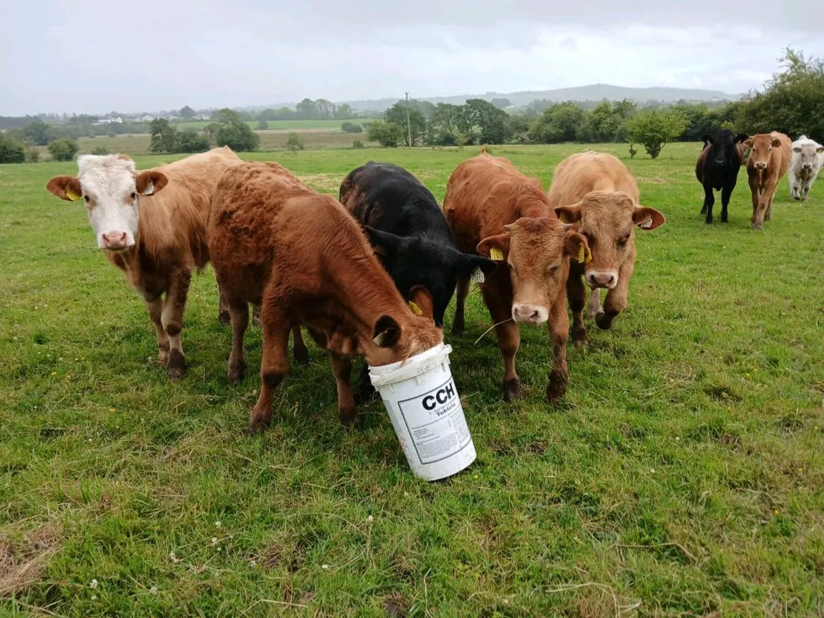 8 Continental Bullock's - Image 3